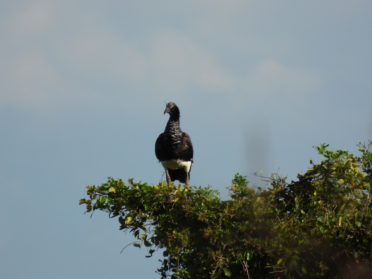 ツノサケビドリ - ML647869863