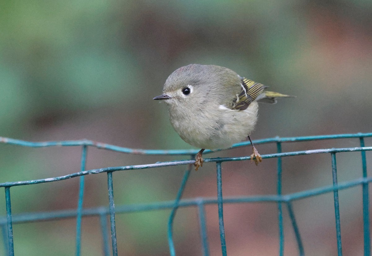 Золотомушка рубіновочуба - ML647869864