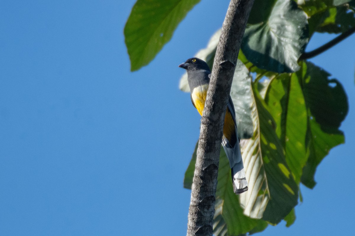 Graukopftrogon - ML647869886