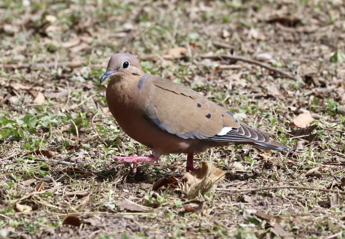 Liebestaube - ML647869892