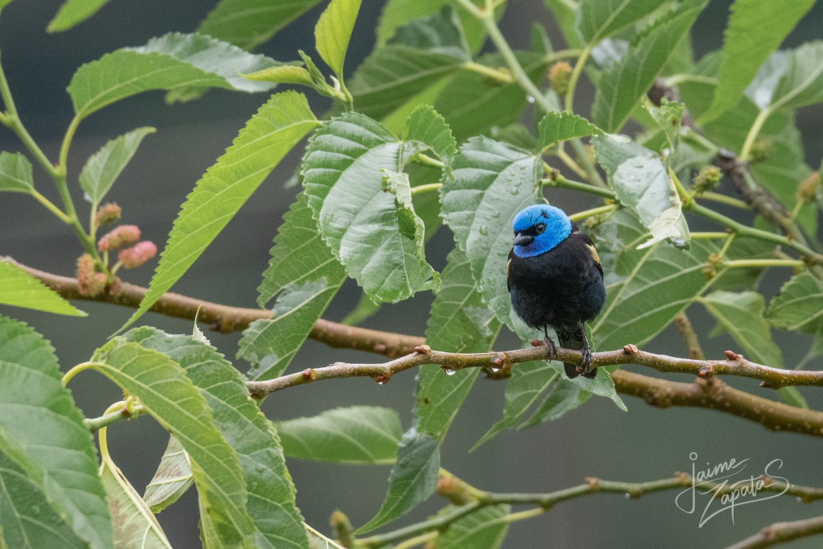 Azurkopftangare - ML647869895