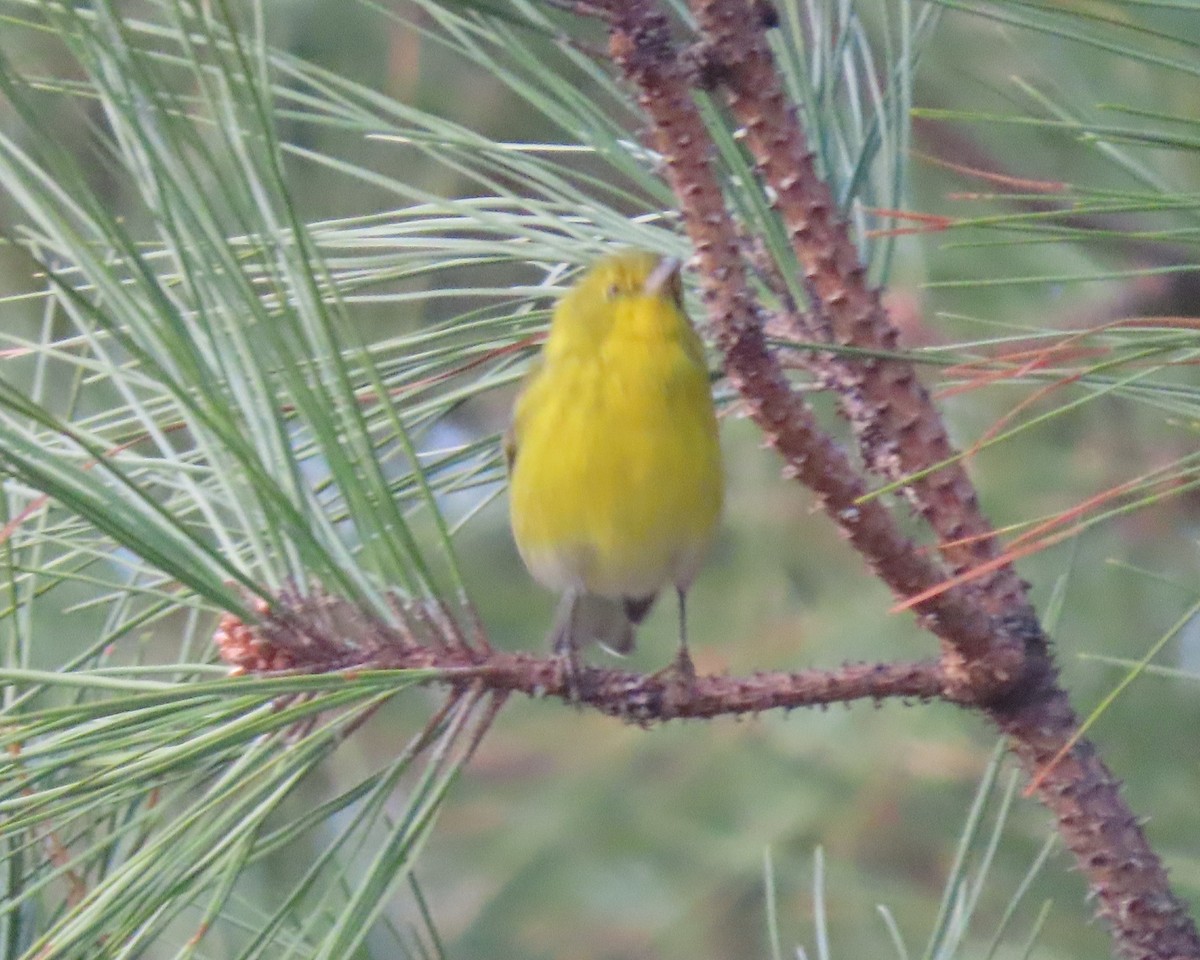 Kiefernwaldsänger - ML647869896