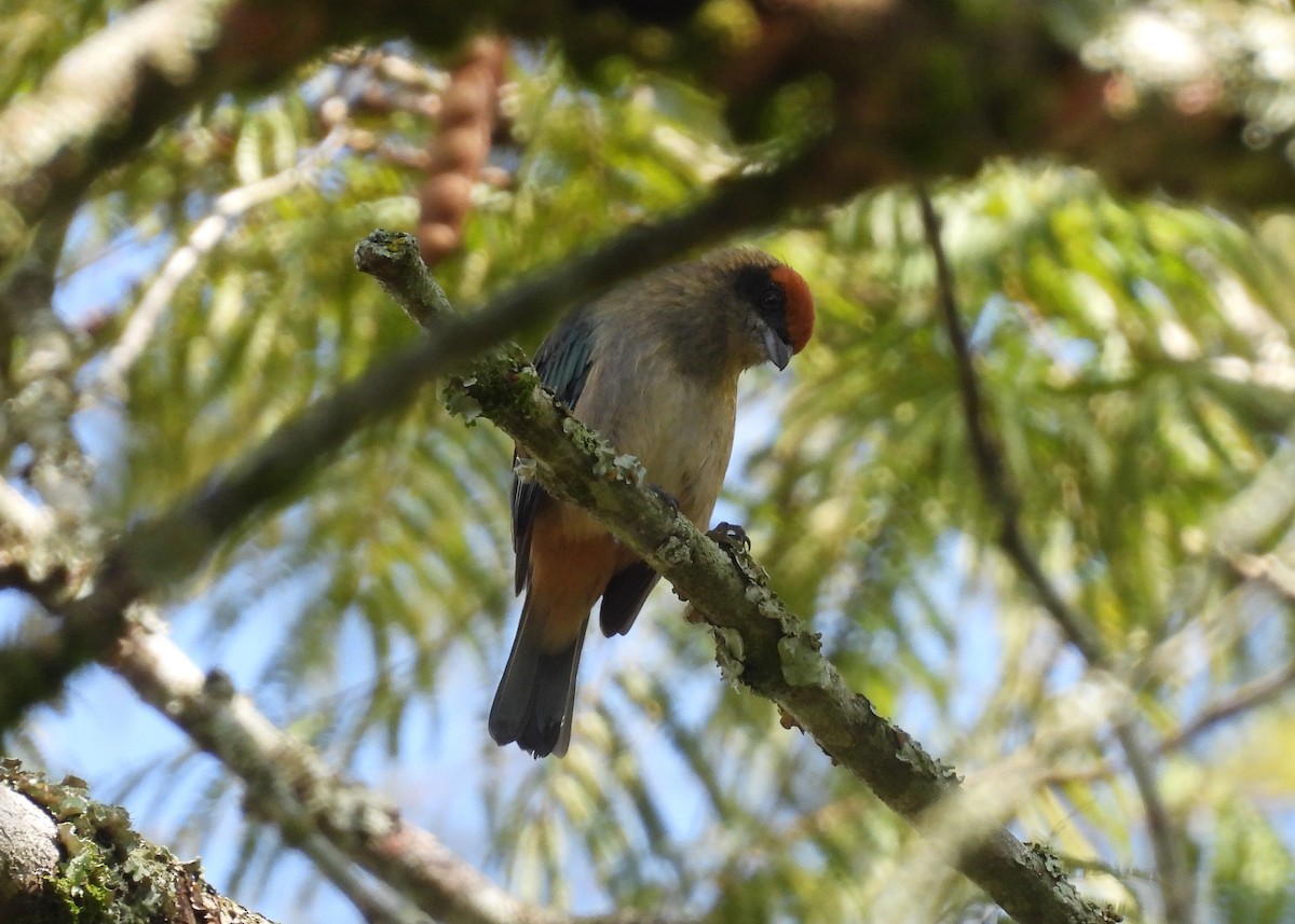 Rotscheiteltangare - ML647869897