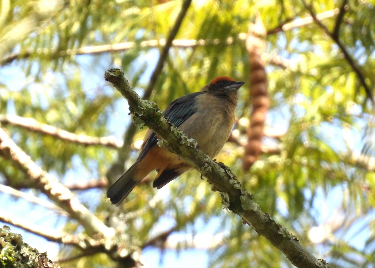 Rotscheiteltangare - ML647869898