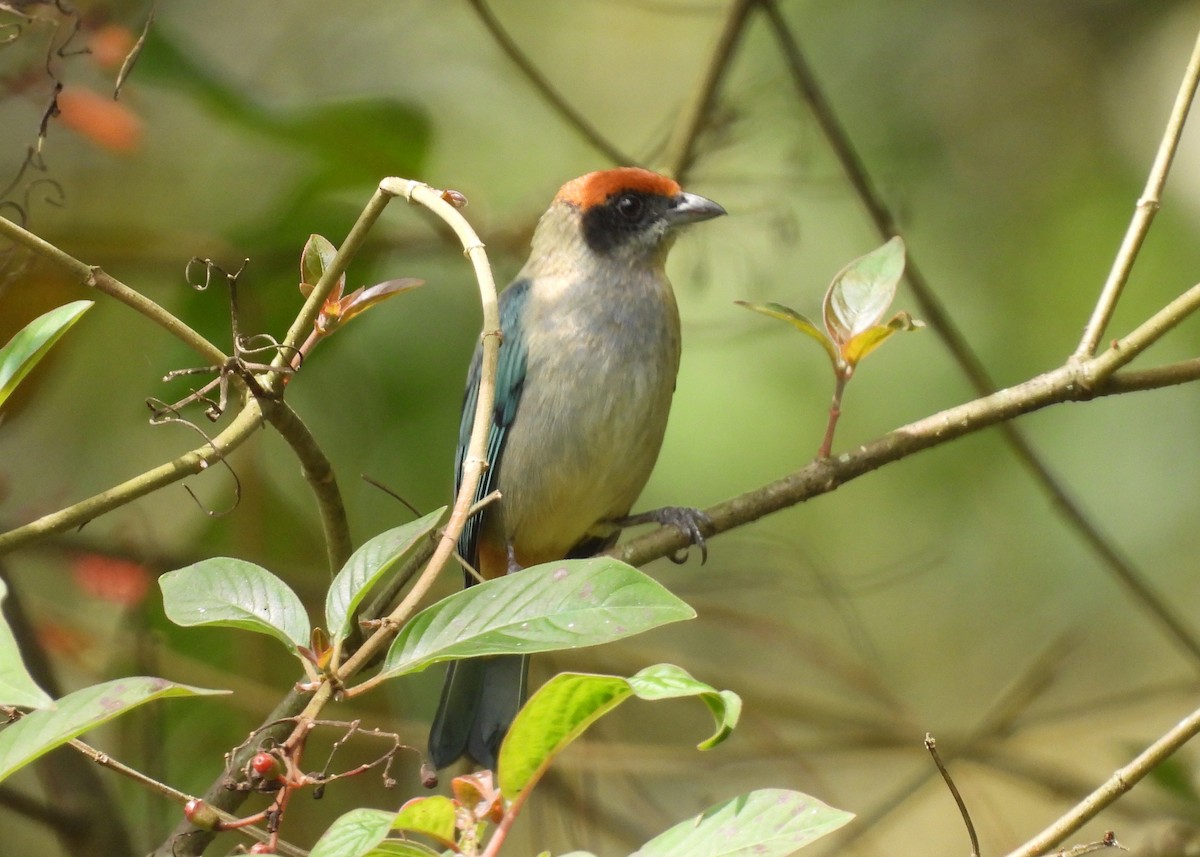 Rotscheiteltangare - ML647869899