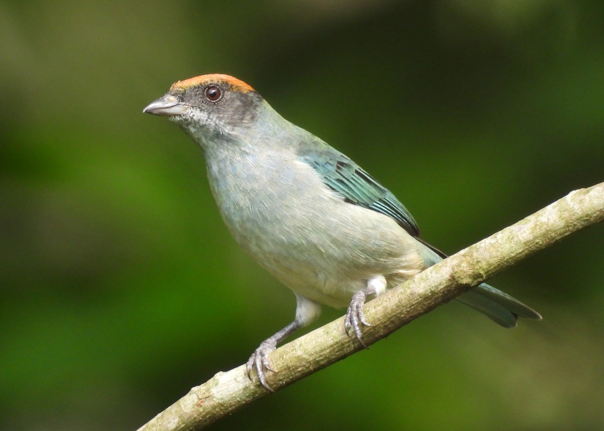 Rotscheiteltangare - ML647869900