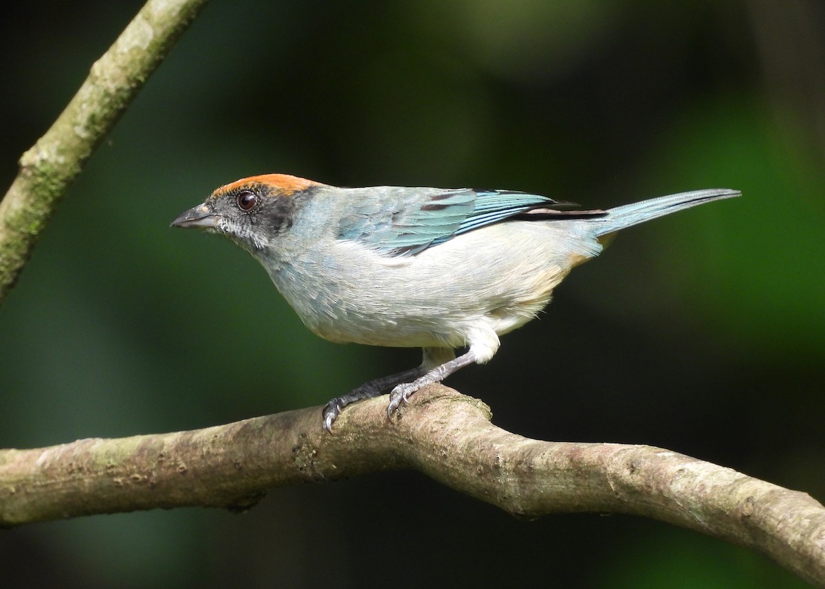 Rotscheiteltangare - ML647869901