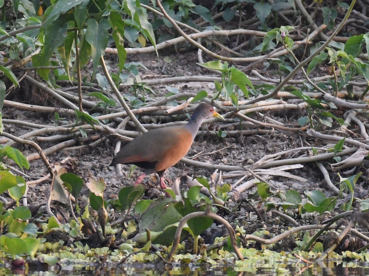 Cayenneralle - ML647869902