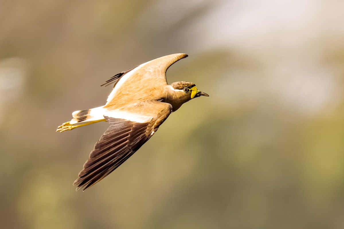 Gelblappenkiebitz - ML647869904