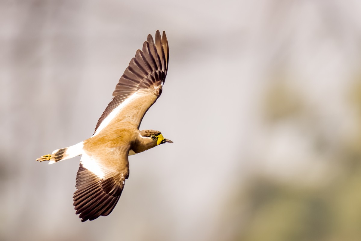 Gelblappenkiebitz - ML647869905