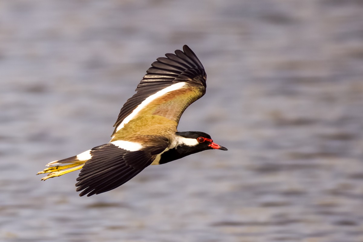 Rotlappenkiebitz - ML647869907