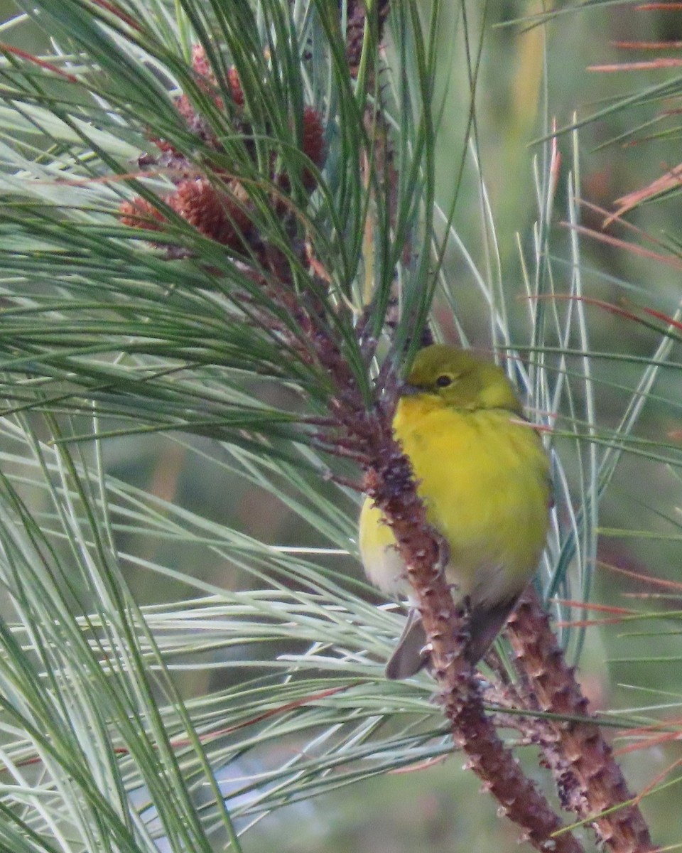 Kiefernwaldsänger - ML647869908