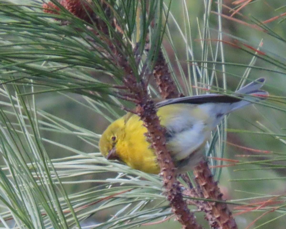 Kiefernwaldsänger - ML647869909