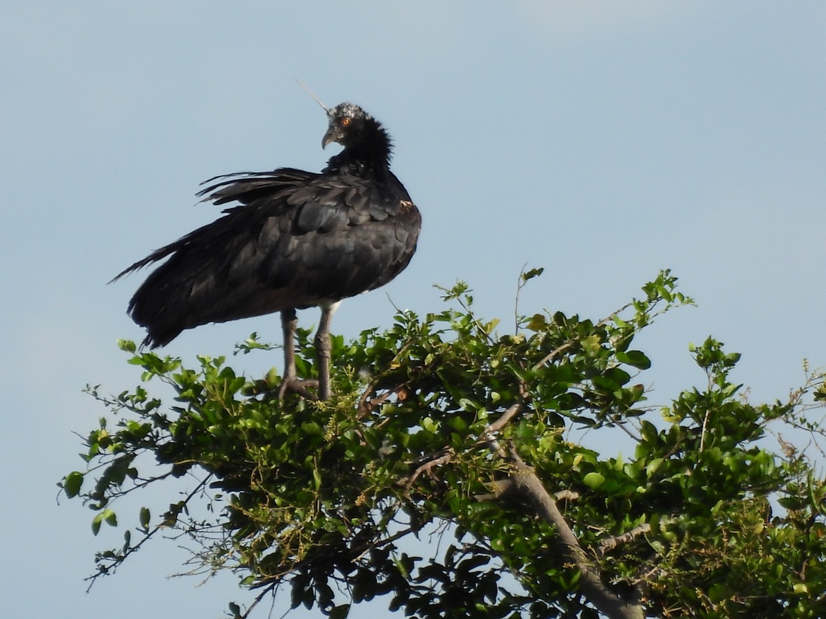 Hornwehrvogel - ML647869910