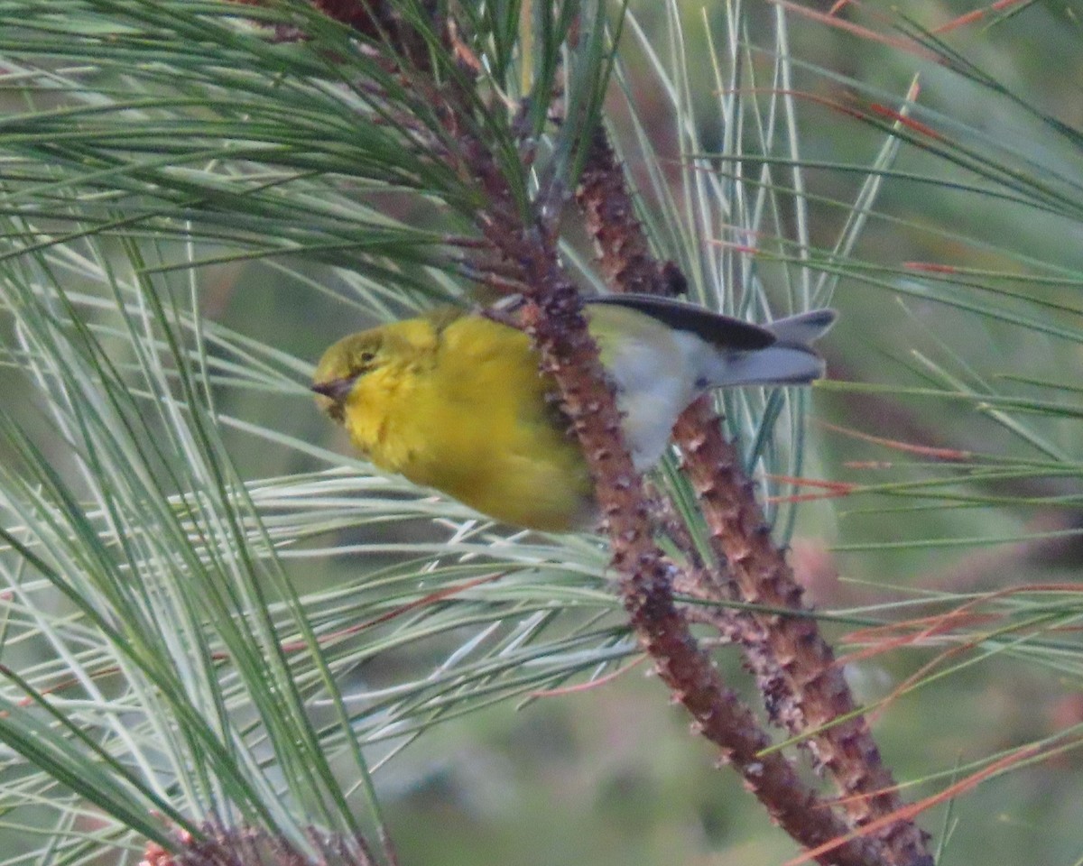 Kiefernwaldsänger - ML647869911