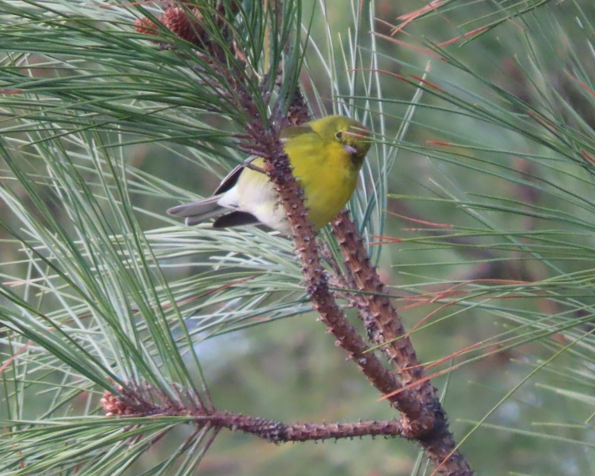 Kiefernwaldsänger - ML647869912