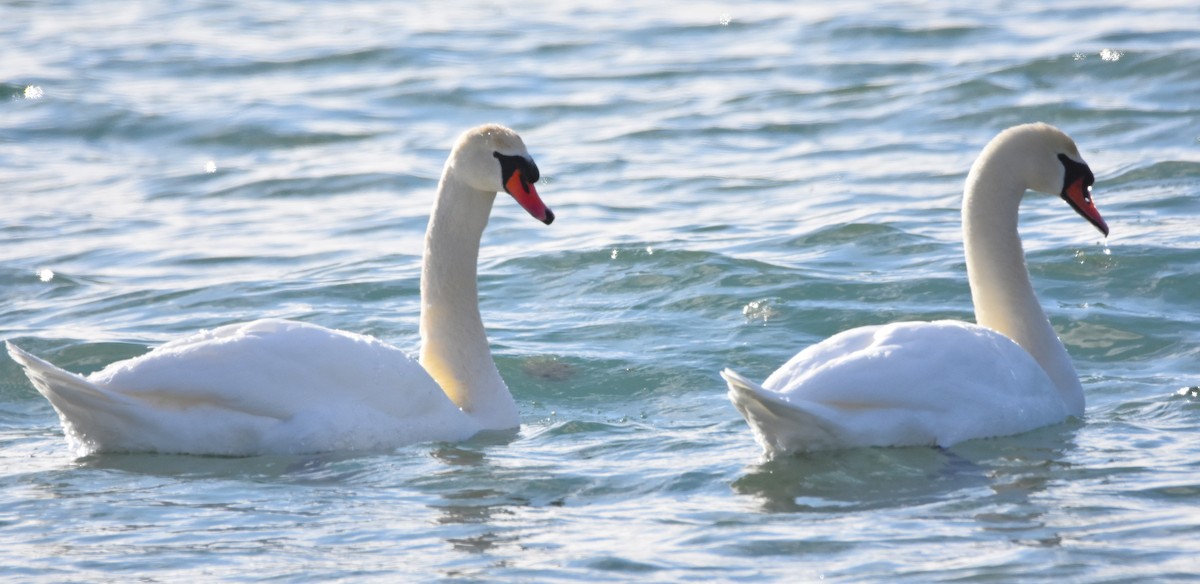 Höckerschwan - ML647869913