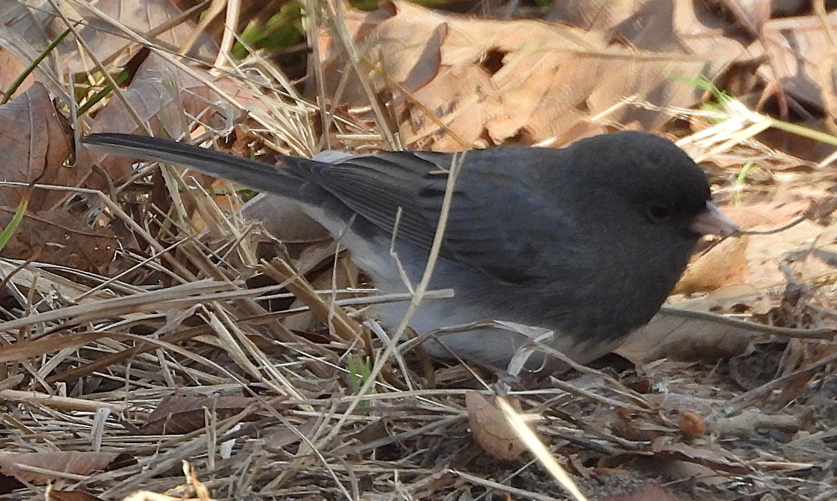 Winterammer - ML647869915