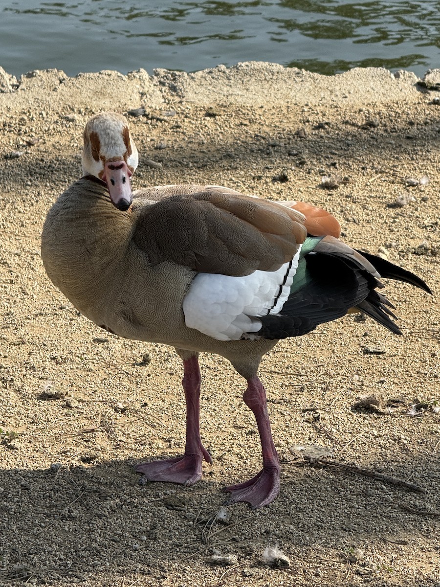 Nilgans - ML647869916
