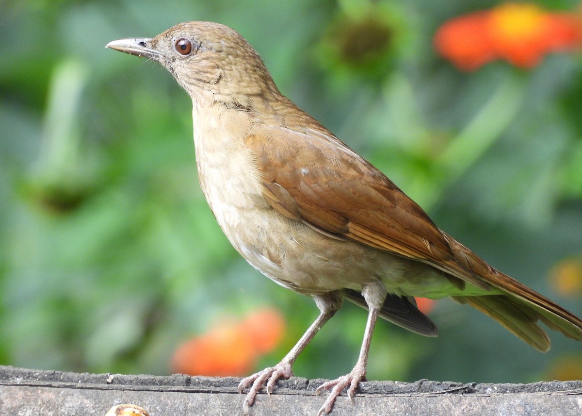 Kakaodrossel - ML647869917