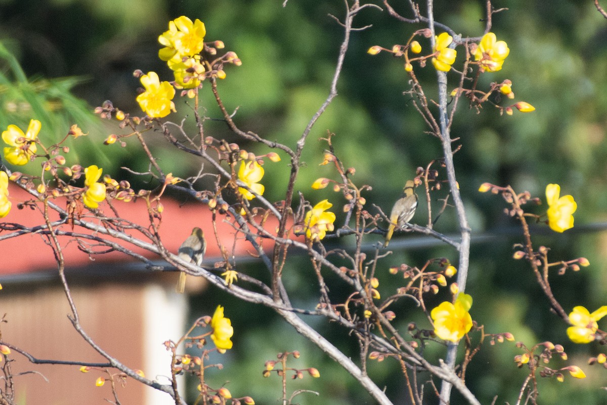 Bullocktrupial - ML647869918