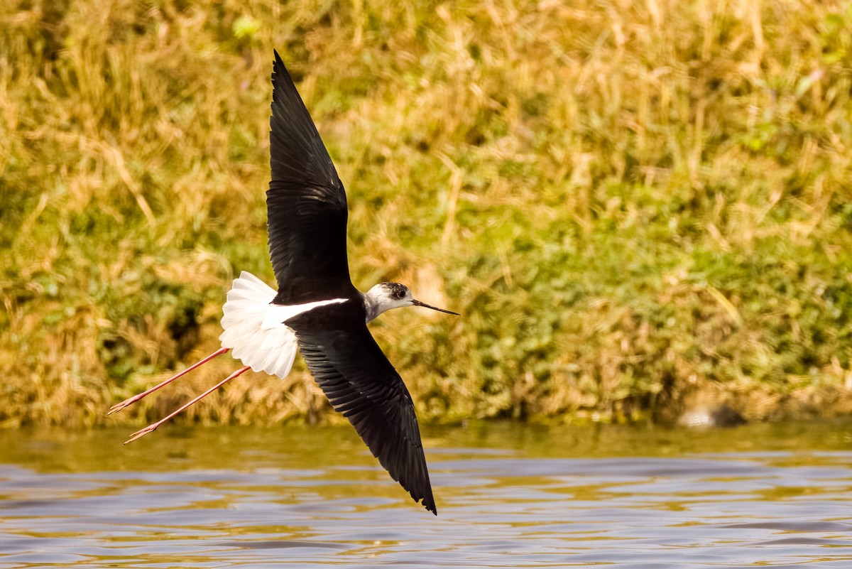 Stelzenläufer - ML647869920