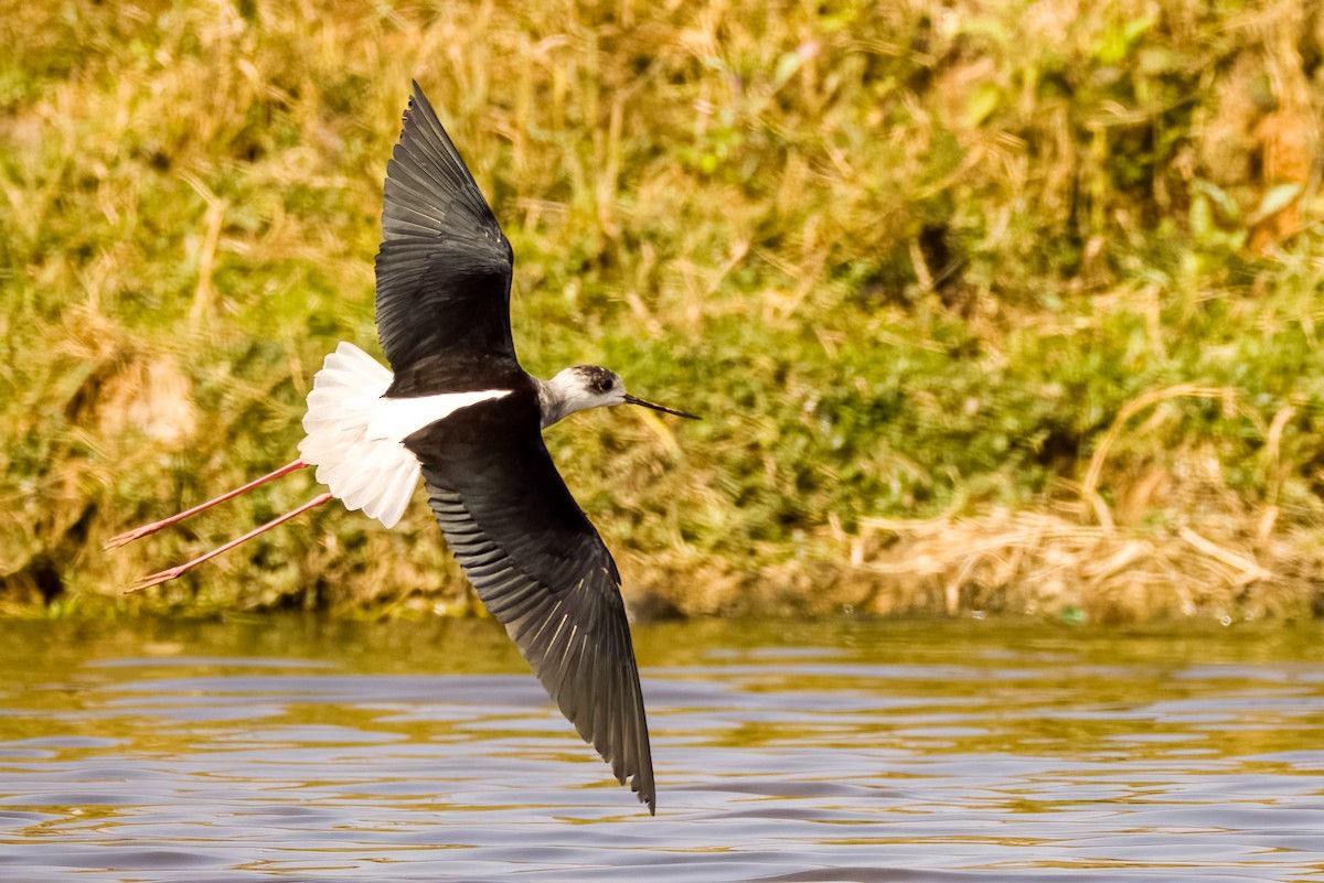 Stelzenläufer - ML647869921