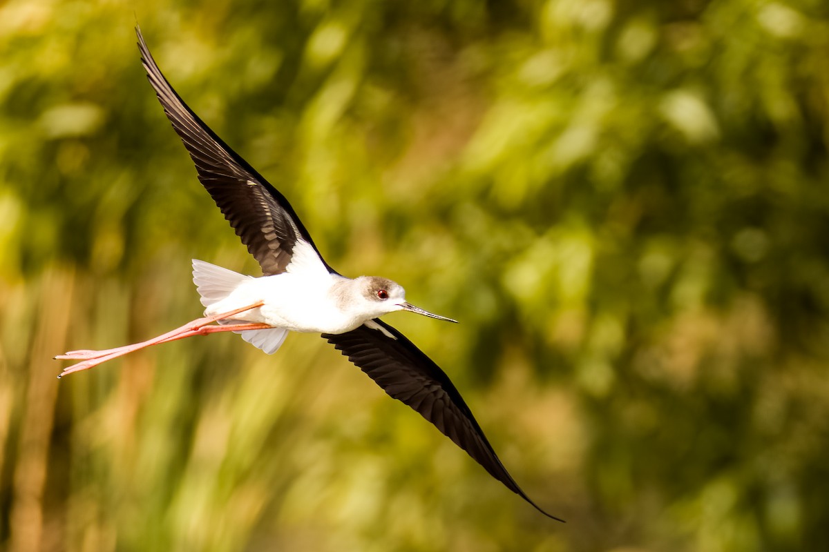 Stelzenläufer - ML647869922