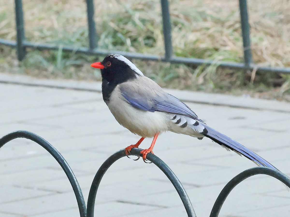 Rotschnabelkitta - ML647869923