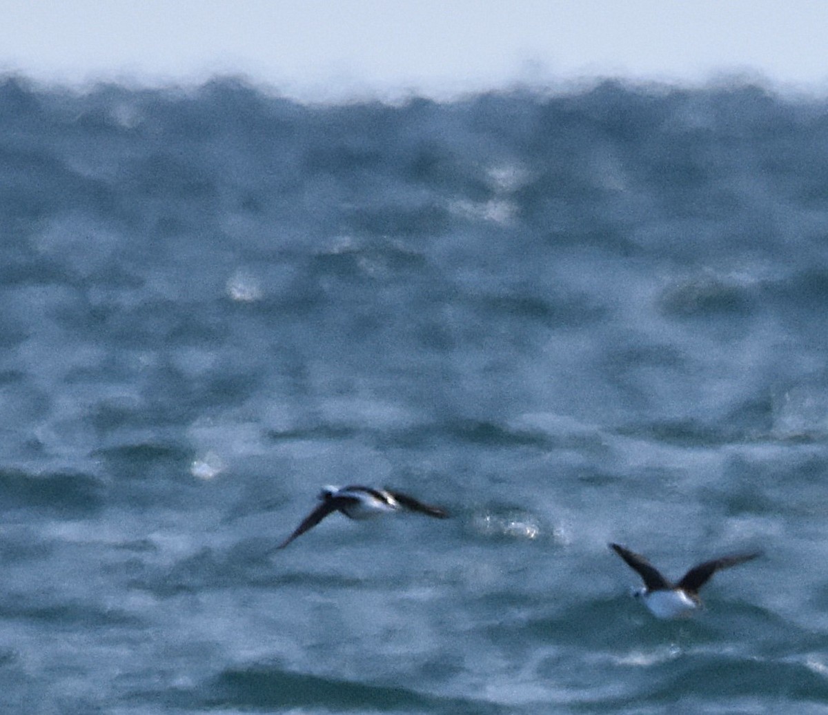 Eisente - ML647869924