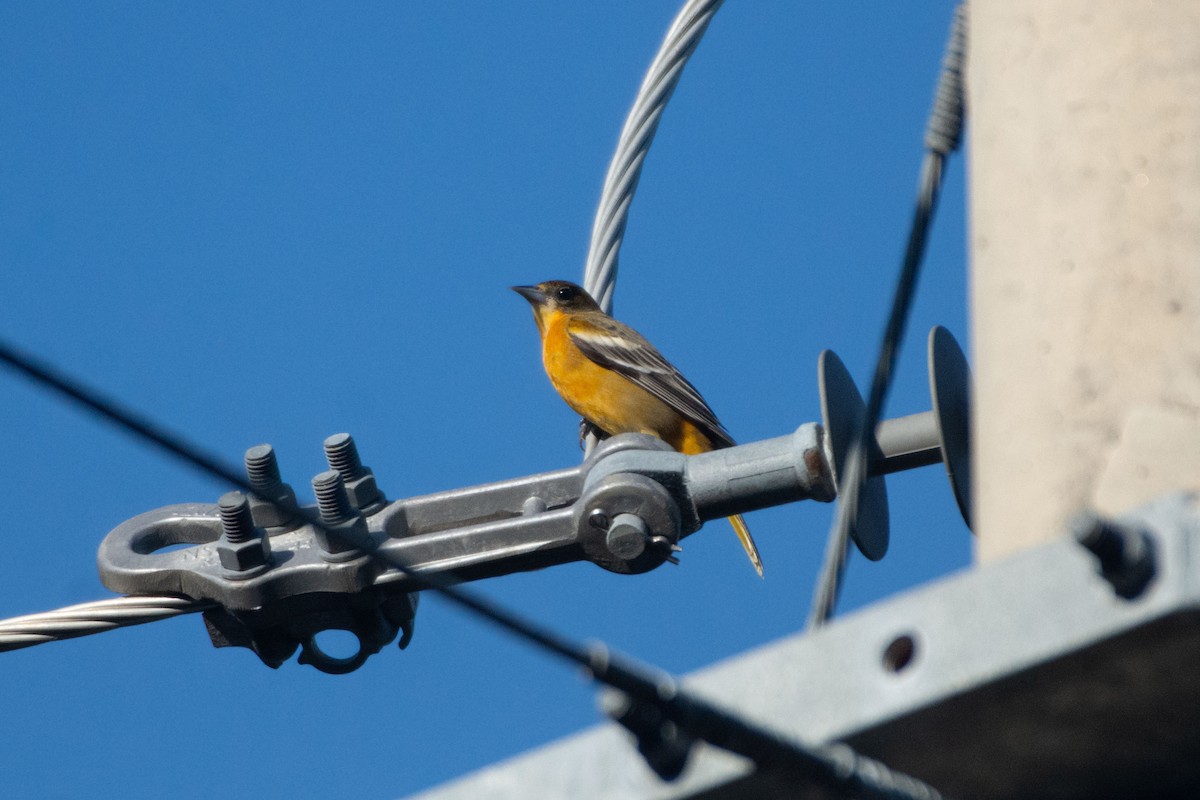 ボルチモアムクドリモドキ - ML647869981