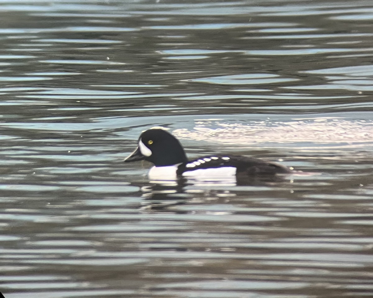 キタホオジロガモ - ML647869985