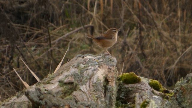 Marsh Wren - ML647870002