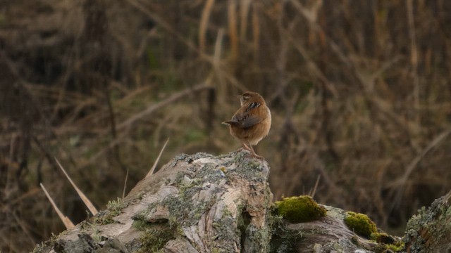 Marsh Wren - ML647870003
