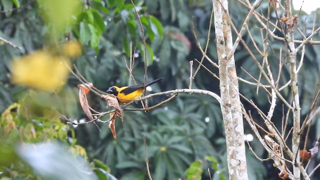 Yellow-backed Oriole - ML647870015