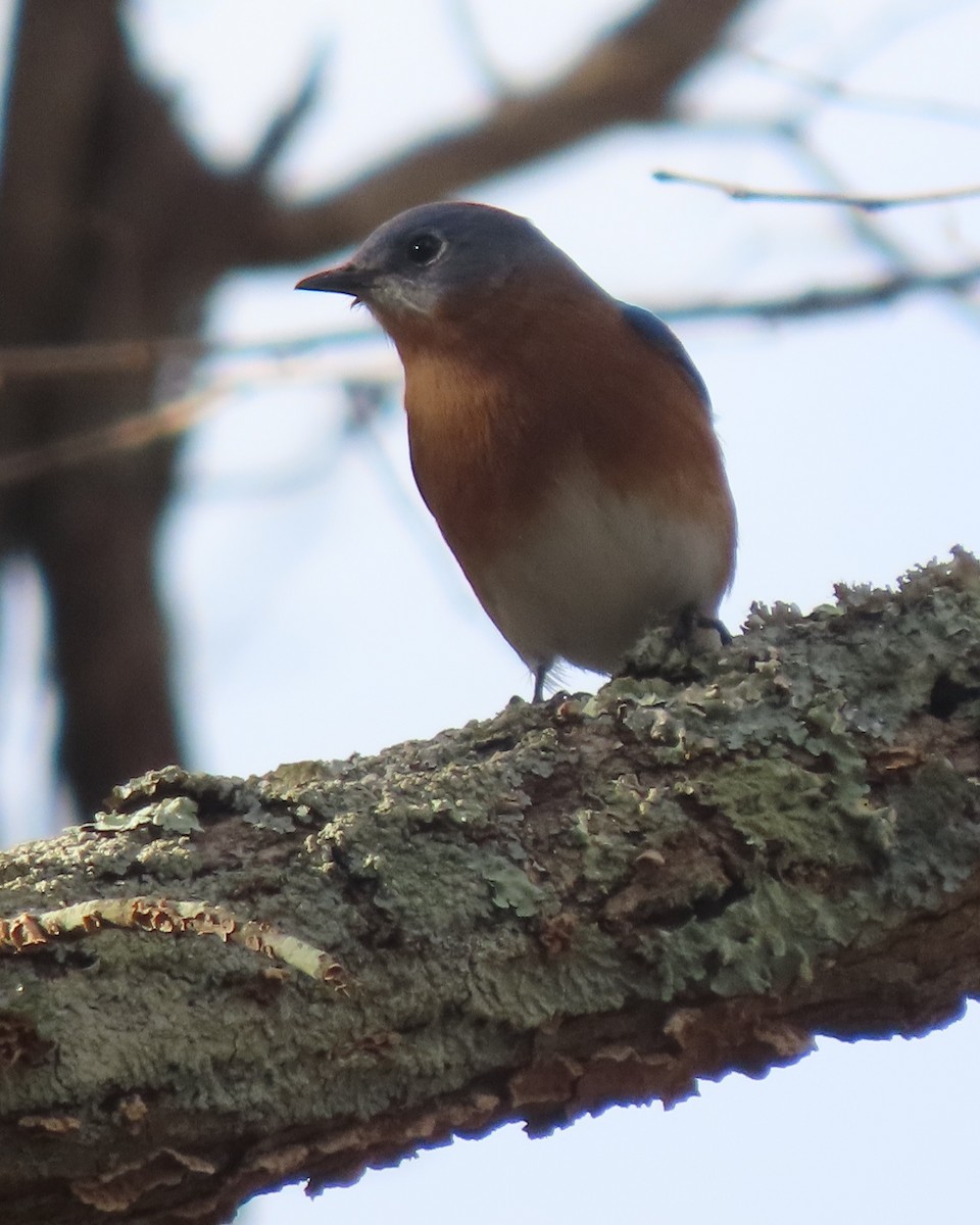 Eastern Bluebird - ML647870070