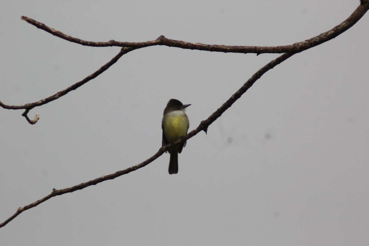 Dusky-capped Flycatcher - ML647870090