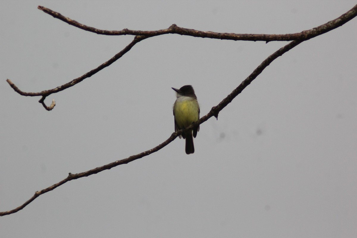 Dusky-capped Flycatcher - ML647870091