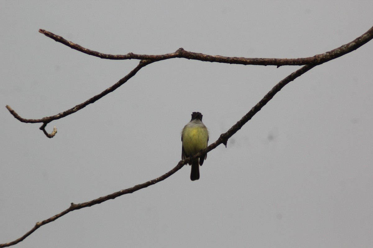 Dusky-capped Flycatcher - ML647870092