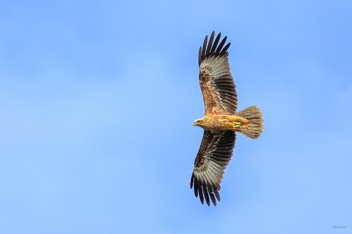 栗鳶 - ML647870099