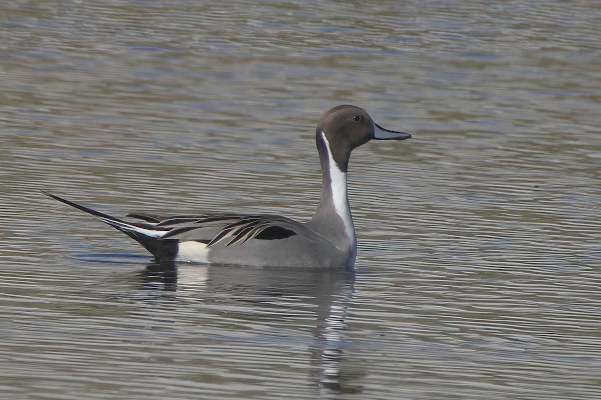 尖尾鴨 - ML647870100