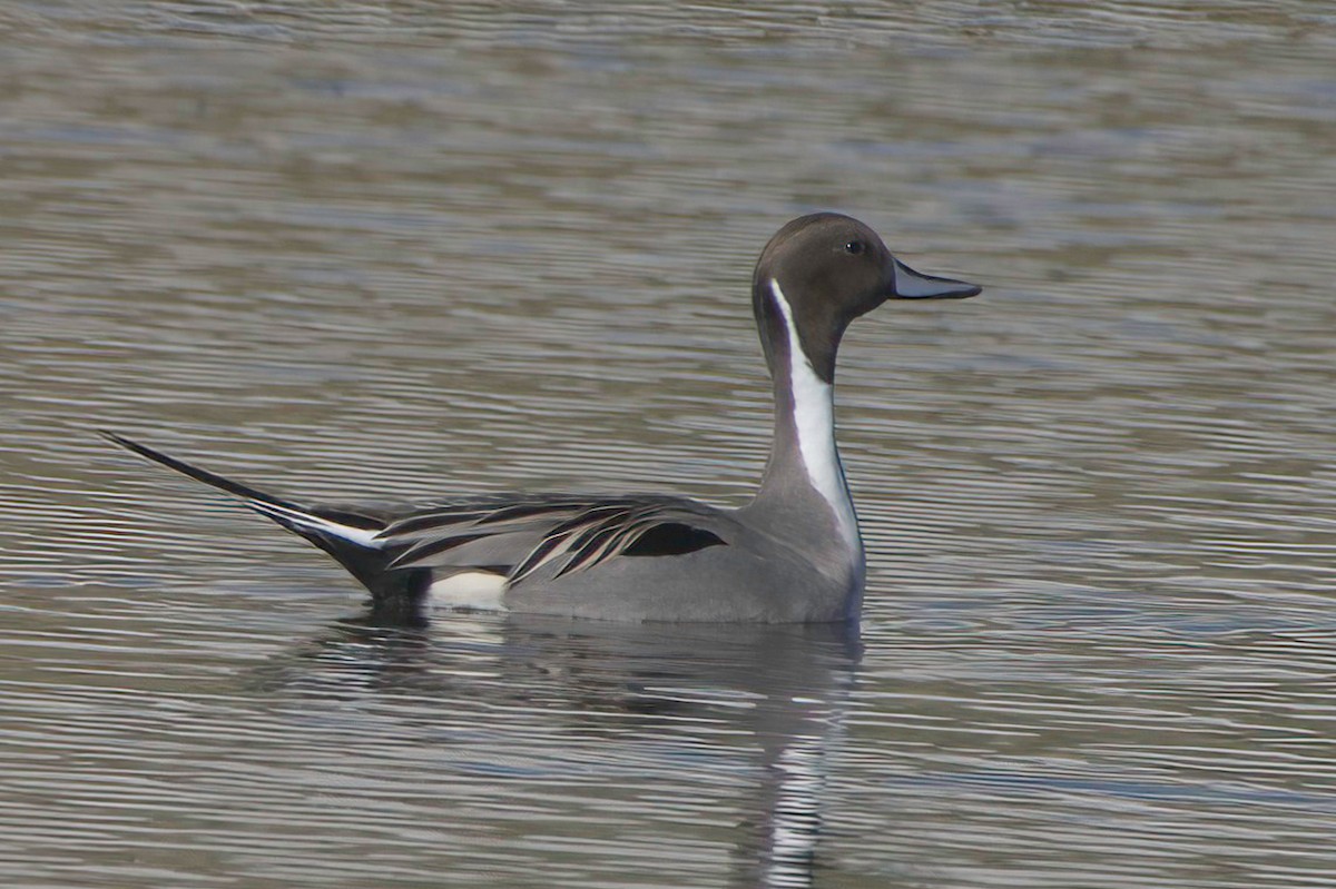 尖尾鴨 - ML647870101