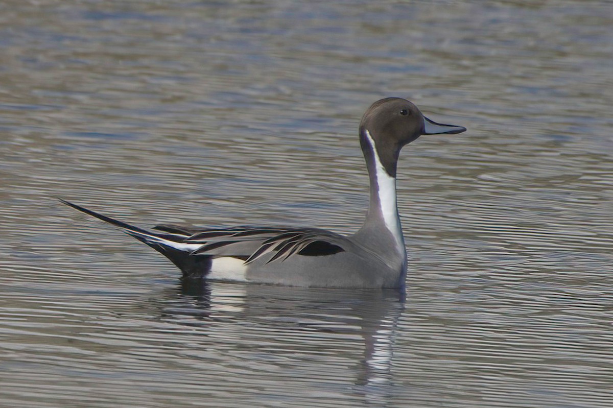 尖尾鴨 - ML647870102