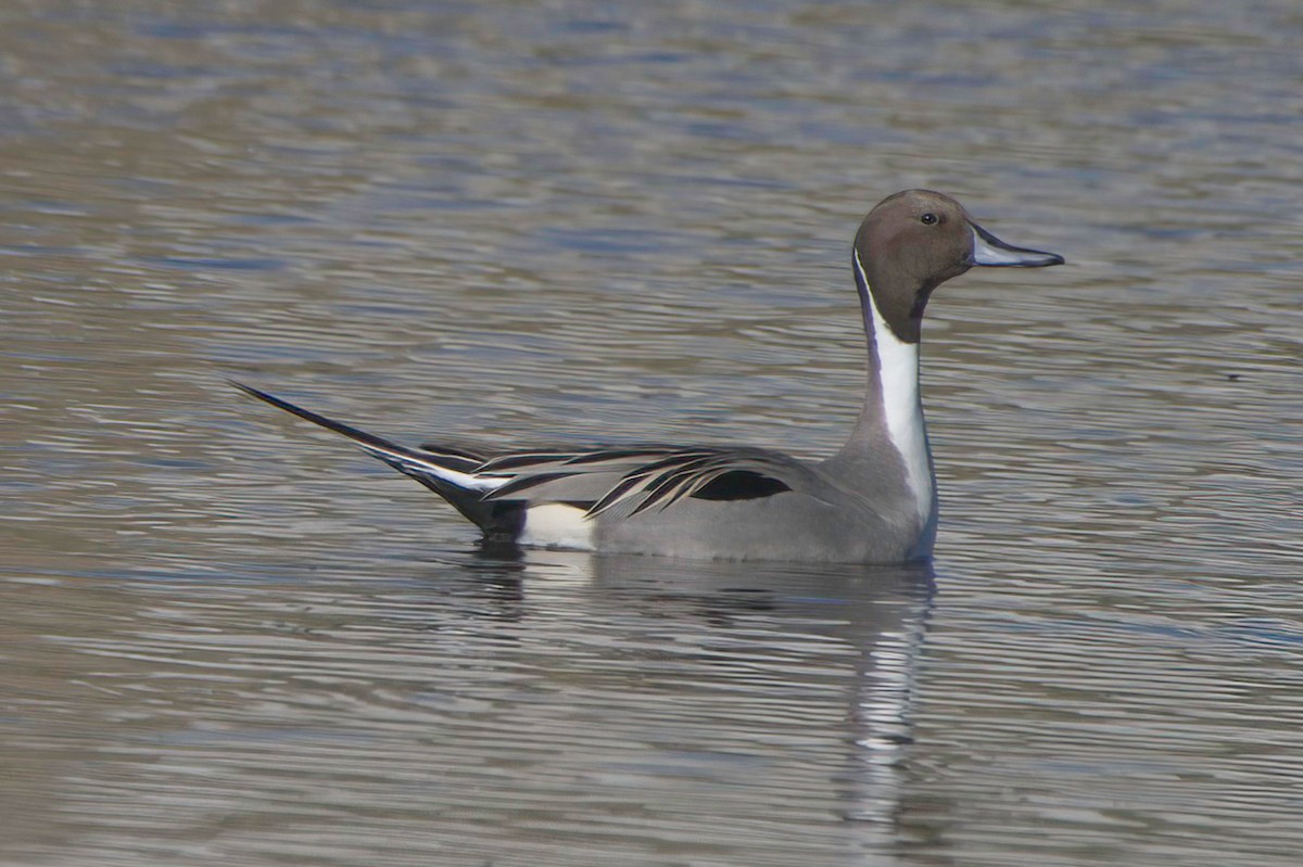 尖尾鴨 - ML647870103