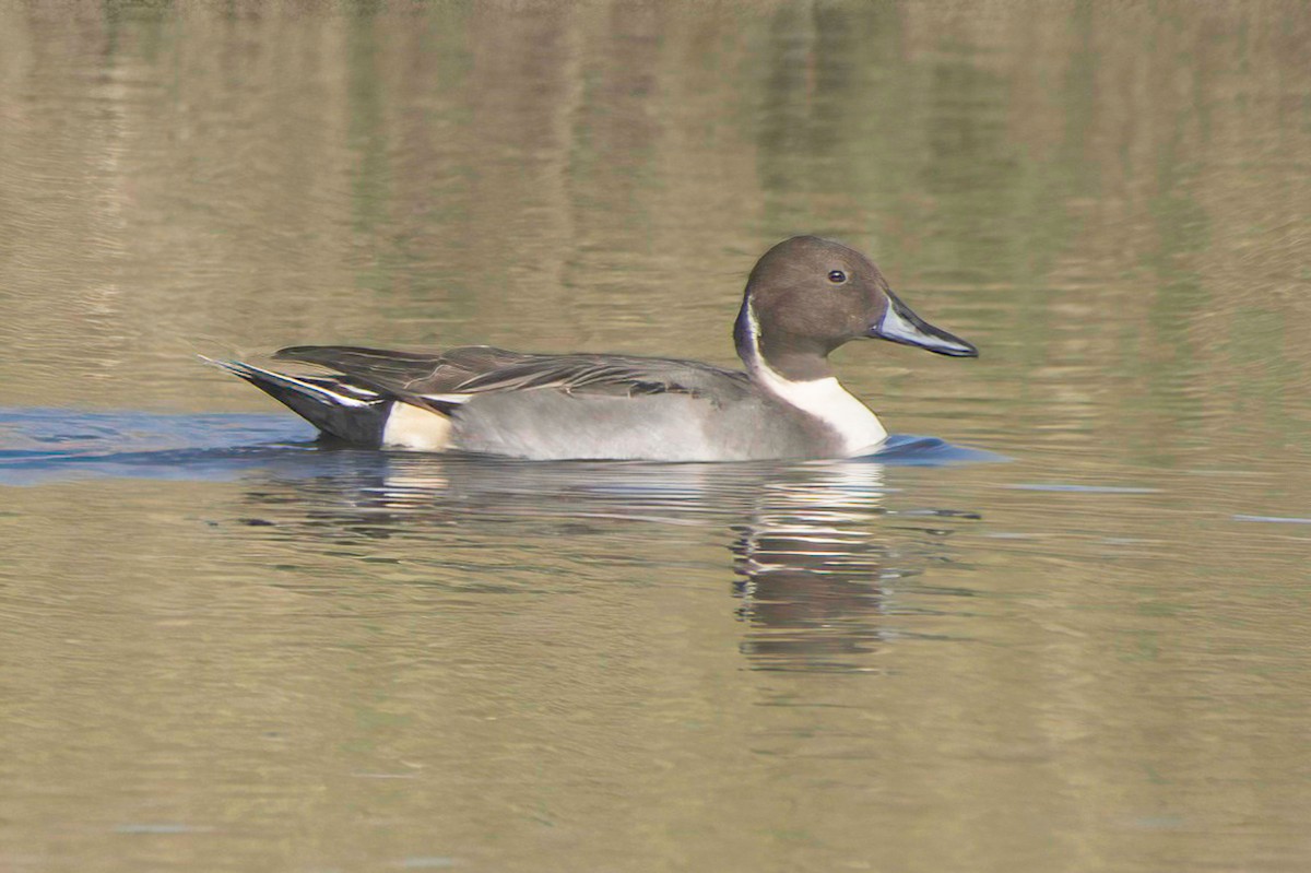 尖尾鴨 - ML647870104