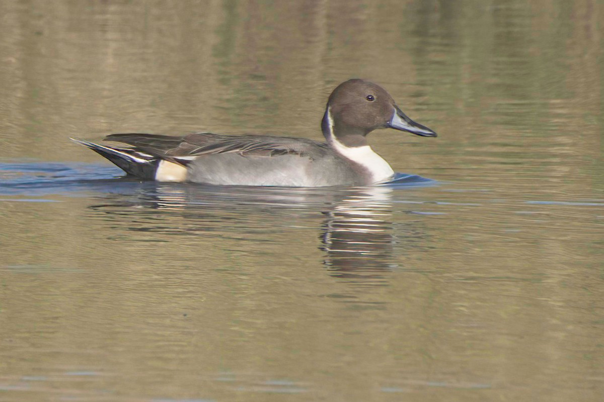 尖尾鴨 - ML647870105