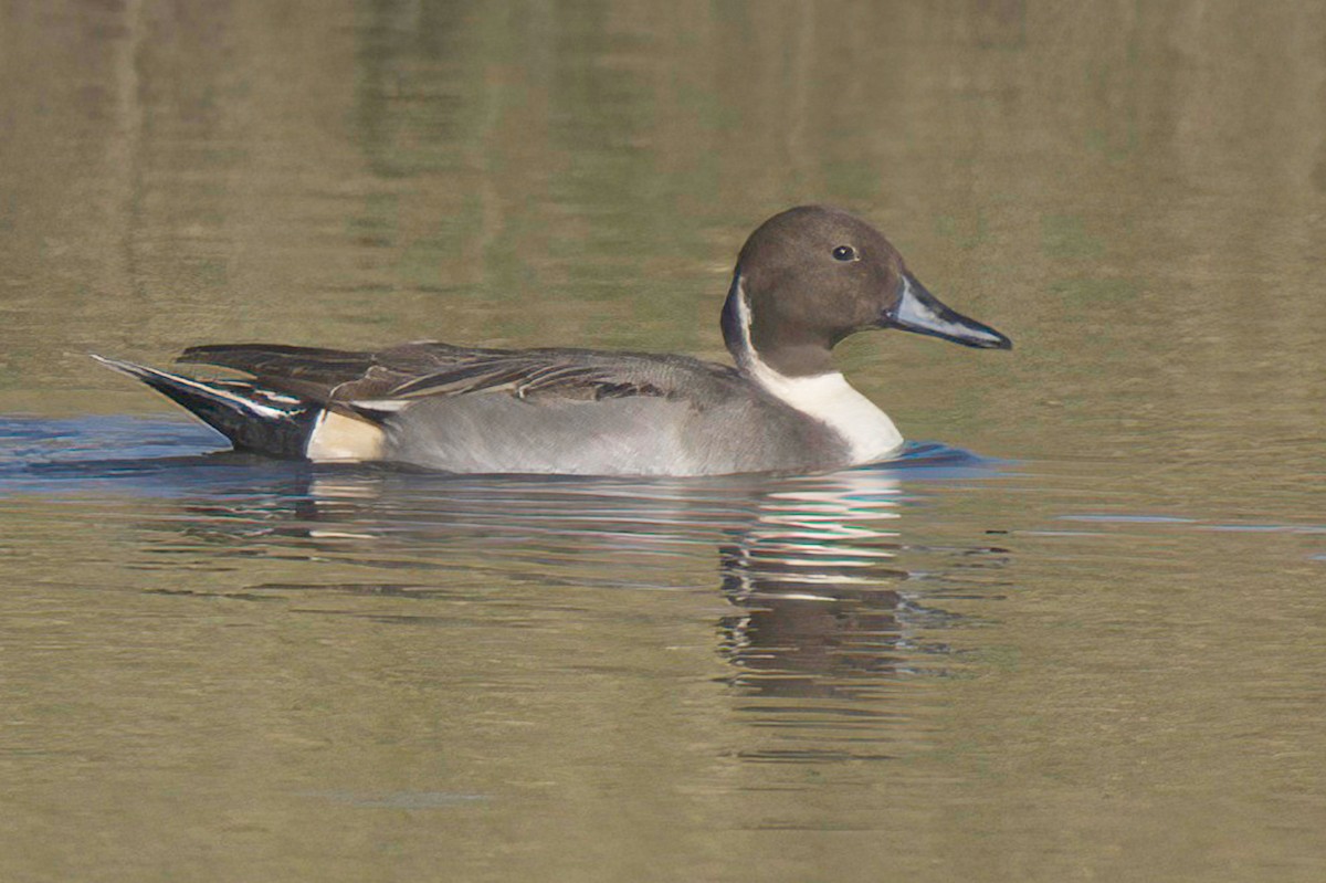 尖尾鴨 - ML647870106