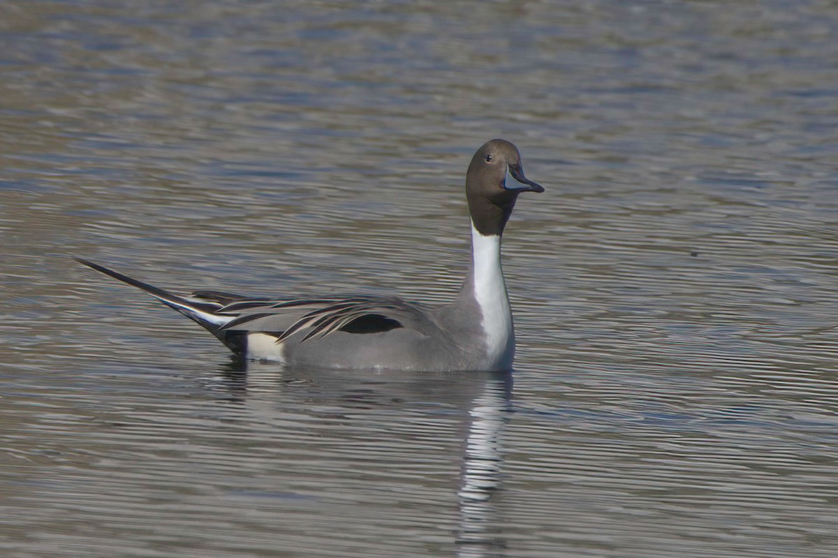 尖尾鴨 - ML647870107