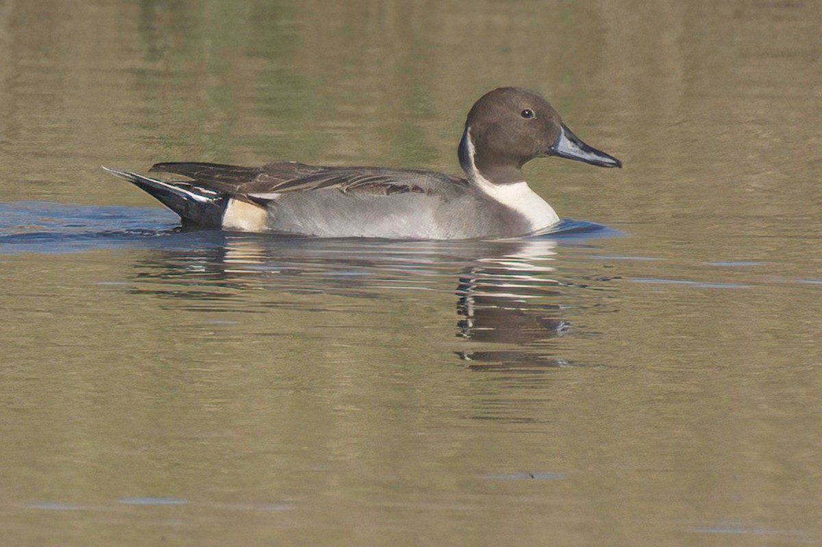 尖尾鴨 - ML647870108