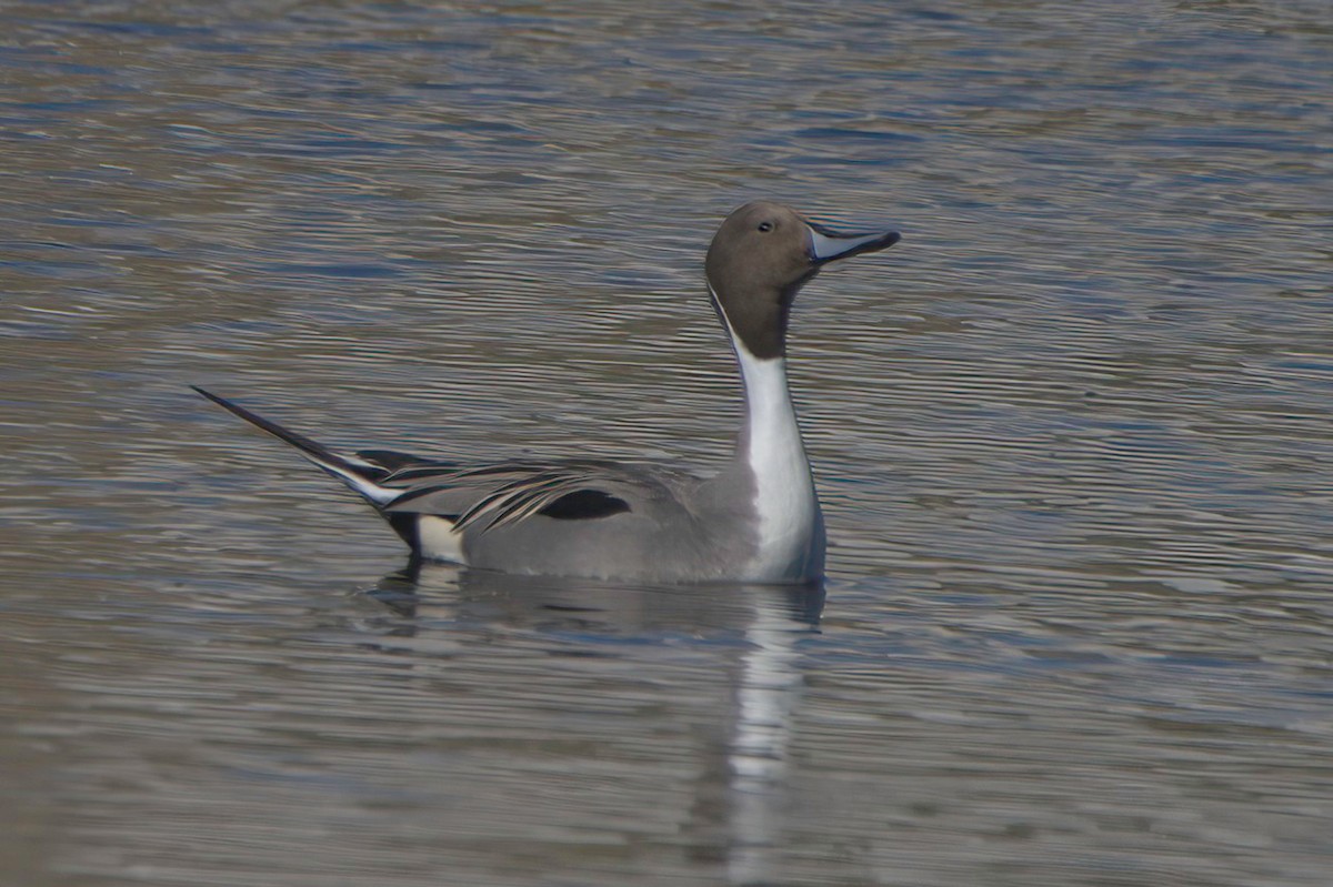 尖尾鴨 - ML647870109